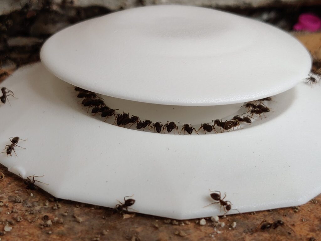 Ants