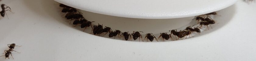 Ants